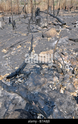 Schrägstrich und brennen, Eukalyptus-Wald (Eukalyptus), Swasiland, Südafrika Stockfoto