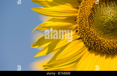 Sonnenblumen in einer indischen Feld. Gewachsene oder die Saat. Andhra Pradesh, Indien. Stockfoto