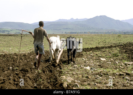 Äthiopischen Bauern einen felsigen Gebiet mit zwei extrem dünn und unterernährt Ochsen pflügen. Stockfoto