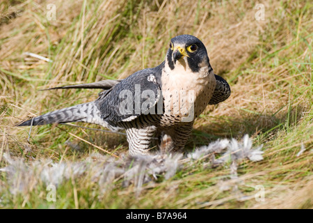 Wanderfalke (Falco Peregrinus), Sitzstangen hohes Gras auf ein Toten Rebhuhn, zupfen, Vulkaneifel, Rheinland-Pfalz, G Stockfoto