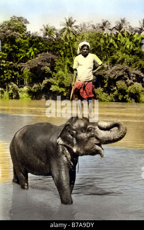 Historisches Foto, indische Person auf Elefanten, Indien, ca. 1910 Stockfoto
