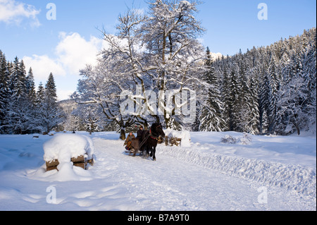 Dolina Koscieliska Zakopane Tatra Gebirge Podhale Region Polen Stockfoto