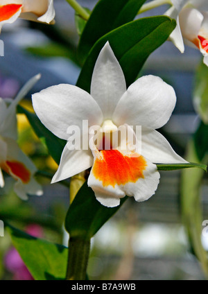 Orchidee, Orchideen Farm, in der Nähe von Chiang Mai, Thailand, Asien Stockfoto