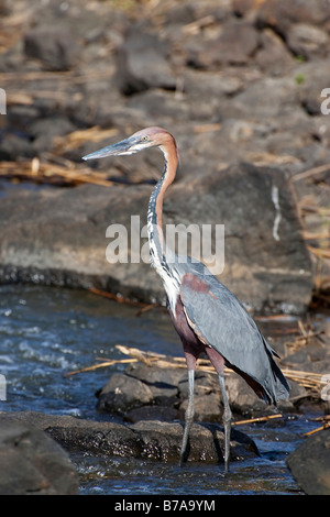 Goliath Reiher (Ardea Goliath), Krüger Nationalpark, Südafrika Stockfoto
