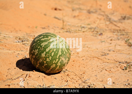 Nara-Pflanze (Acanthosicyos Horridus), Kalahari, Kgalagadi Transfrontier Park, Südafrika, Botswana, Afrika Stockfoto