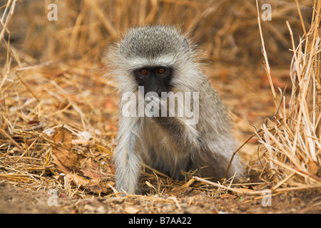 Vervet Affe (Chlorocebus), Krüger Nationalpark, Südafrika Stockfoto