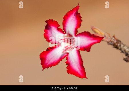 Impala-Lilie (Adenium Multiflorum), Krüger Nationalpark, Südafrika Stockfoto