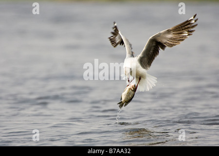 Grey-headed Gull (Larus Cirrocephalus), fliegen mit Fisch, Chobe Nationalpark, Botswana, Afrika Stockfoto