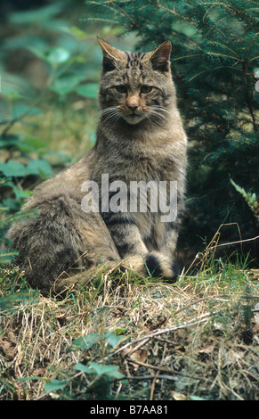 Wildkatze (Felis Silvestris) Stockfoto