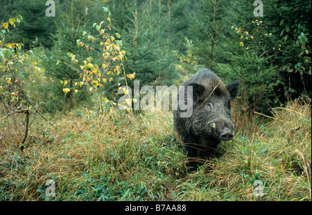 Wildschwein (Sus Scrofa) im Herbst Stockfoto