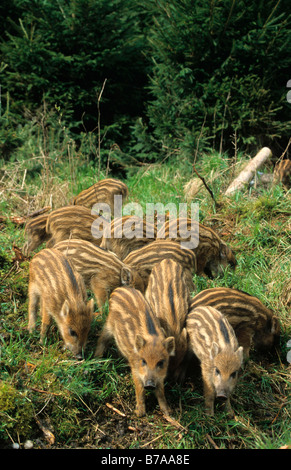 Wildschwein-Ferkel (Sus Scrofa) Stockfoto