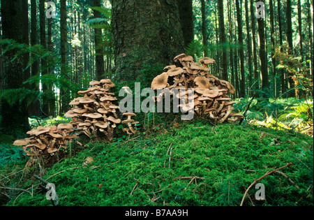 Hallimasch (Armillaria Mellea) auf eine Fichte, Allgäu, Deutschland, Europa Stockfoto