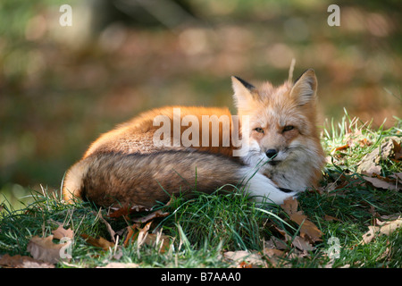 Rotfuchs (Vulpes Vulpes) im Herbst, zusammengerollt, Allgäu, Deutschland, Europa Stockfoto