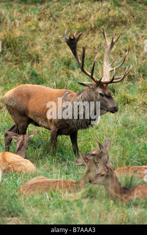 Rothirsch (Cervus Elaphus) während der Brunft Stockfoto