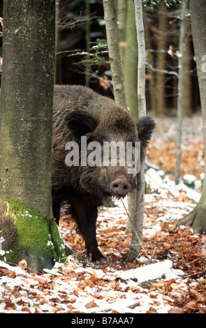 Wildschwein (Sus Scrofa), Tusker, im Winter, Allgäu, Deutschland, Europa Stockfoto