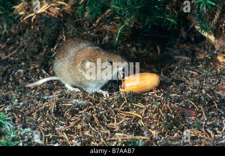 Bank Wühlmaus (Clethrionomys Glareolus) ernähren sich von Eicheln, Allgäu, Deutschland, Europa Stockfoto