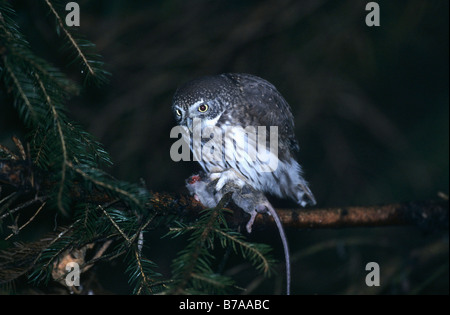 Eurasische Pygmy-Eule (Glaucidium Passerinum) mit Beute, Nationalpark Bayerischer Wald, untere Bayern, Deutschland, Europa Stockfoto