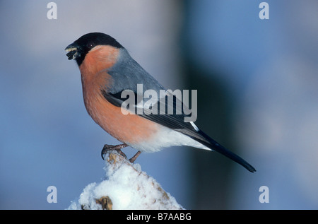 Gimpel oder eurasische Gimpel (Pyrrhula Pyrrhula), Männlich, winter Stockfoto