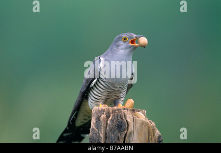 Gemeinsamen Kuckuck (Cuculus Canorus) mit Eichel, Allgäu, Deutschland, Europa Stockfoto