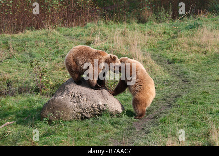 Braun Bärenjungen (Ursus Arctos) im Spiel, in einem Gehäuse, Deutschland, Europa Stockfoto