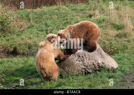 Braun Bärenjungen (Ursus Arctos) im Spiel, in einem Gehäuse, Deutschland, Europa Stockfoto