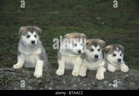 Alaskan Malamute Welpen, 5 Wochen alt Stockfoto