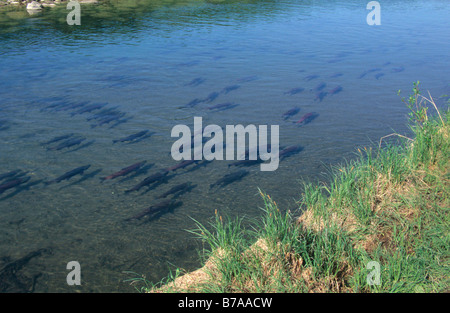 Sockeye Lachs (Oncorhynchus Nerka), Alaska, Nordamerika Stockfoto