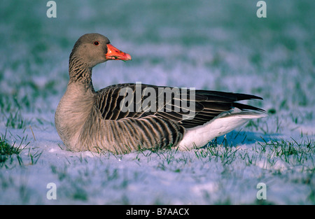 Graugans (Anser Anser) im Schnee Stockfoto