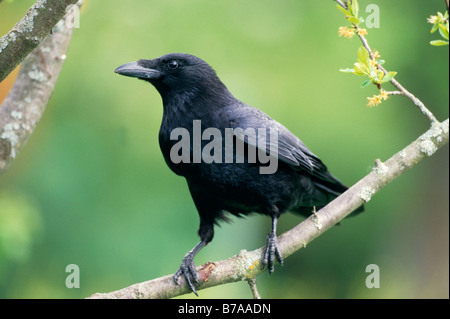 AAS-Krähe (Corvus Corone Corone), Allgäu, Deutschland, Europa Stockfoto