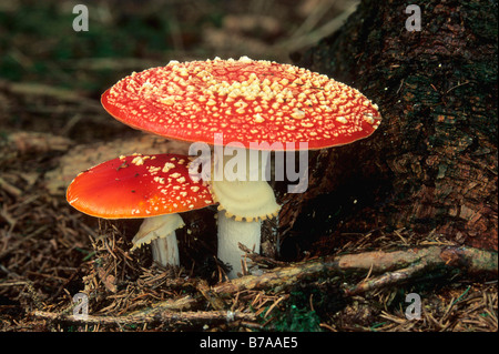 Fliegenpilze (Amanita Muscaria) Stockfoto