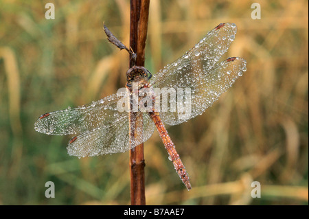 Vagrant Darter (Sympetrum Vulgatum), bedeckt weiblich mit Tautropfen, Allgäu, Deutschland, Europa Stockfoto