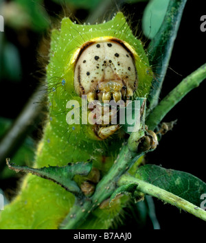 Chinesische Eiche Silworm oder Tussar Motte Antheraea Pernyi Raupe auf Eiche Laub Stockfoto