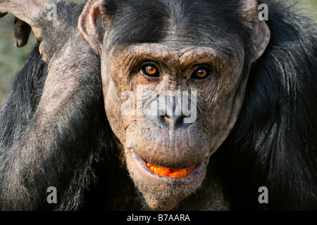 Schimpanse (Pan Troglodytes) Stockfoto