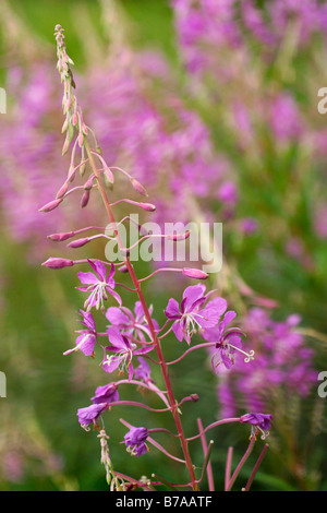 Weidenröschen oder Rosebay Weidenröschen (Epilobium Angustifolium) Stockfoto