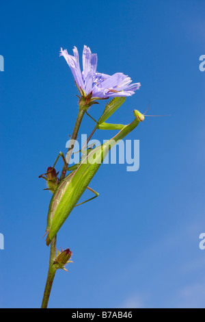 Religiöse Mantis gehockt Stamm eine gemeinsame Chicorée, blauen Matrosen (Cichorium Chicorée, Cic europäischer Mantis (Mantis Religiosa) Stockfoto