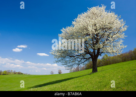 Frühlingslandschaft im Planavy, Bile Karpaty, weiße Karpaten, geschützte Landschaft, Moravia, Tschechien, Europa