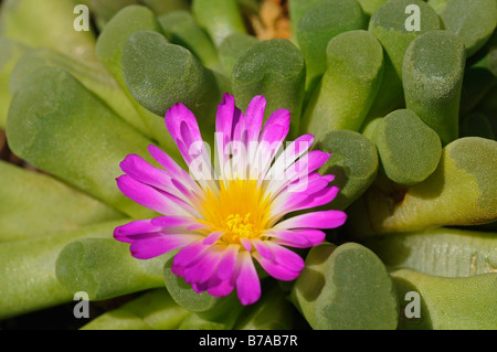 Frithia Pulchra (Frithia Pulchra), Sukkulente aus dem südlichen Afrika Stockfoto