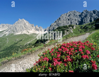 Wanderweg mit Alpenrose in die Lechtaler Alpen, Tirol, Österreich, Europa Stockfoto