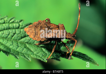 Dock Bug (Coreus Marginatus) Stockfoto