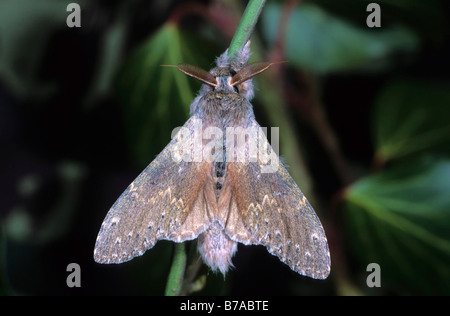 Hummer-Moth (Stauropus Fagi) Stockfoto