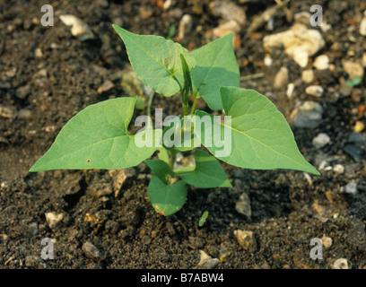 Bilderdykia schwarz Ackerwinde Convolvulus Jungpflanze Stockfoto