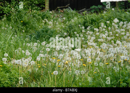 Detail der Dandilions gonna Samen (Rittersporn Uhren) in einem verwilderten Garten Stockfoto