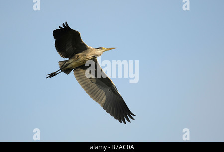 Graureiher (Ardea cinerea) im Flug Stockfoto