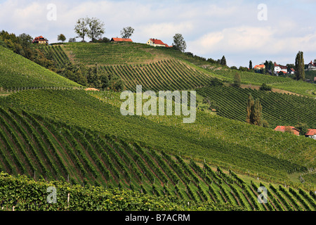 Blick auf Weinberge in Slowenien von Ratsch über den Suedsteirische Weinstraße, südliche Steirische Weinstraße, Steiermark, Österreich, Euro Stockfoto