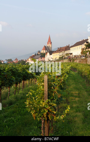 Weinberg in Weissenkirchen in der Wachau, Waldviertel, Wald-Viertel, Niederösterreich, Österreich Stockfoto