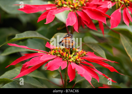 Blüte, Weihnachtsstern oder Weihnachtsstern (Euphorbia Pulcherrima) mit einem Monarchfalter (Danaus Plexippus), Kanarische Inseln, Spa Stockfoto