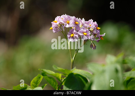 Blüten der Kartoffel (Solanum Tuberosum), Kanarische Inseln, Spanien, Europa Stockfoto