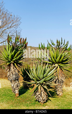 Aloe Pflanze (Aloe), Kwazulu-Natal, Südafrika, Afrika Stockfoto