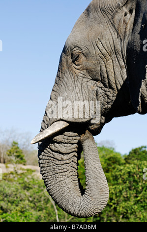 Elefanten (Elephantidae), Porträt, Südafrika, Afrika Stockfoto