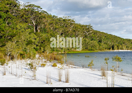 Strand des Lake McKenzie, Fraser Island, Queensland, Australien Stockfoto